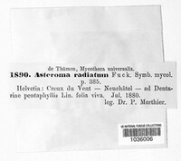 Asteroma radiatum image